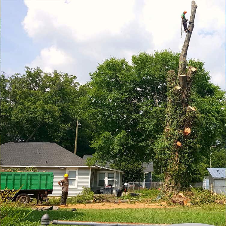 Tree removal crew at work