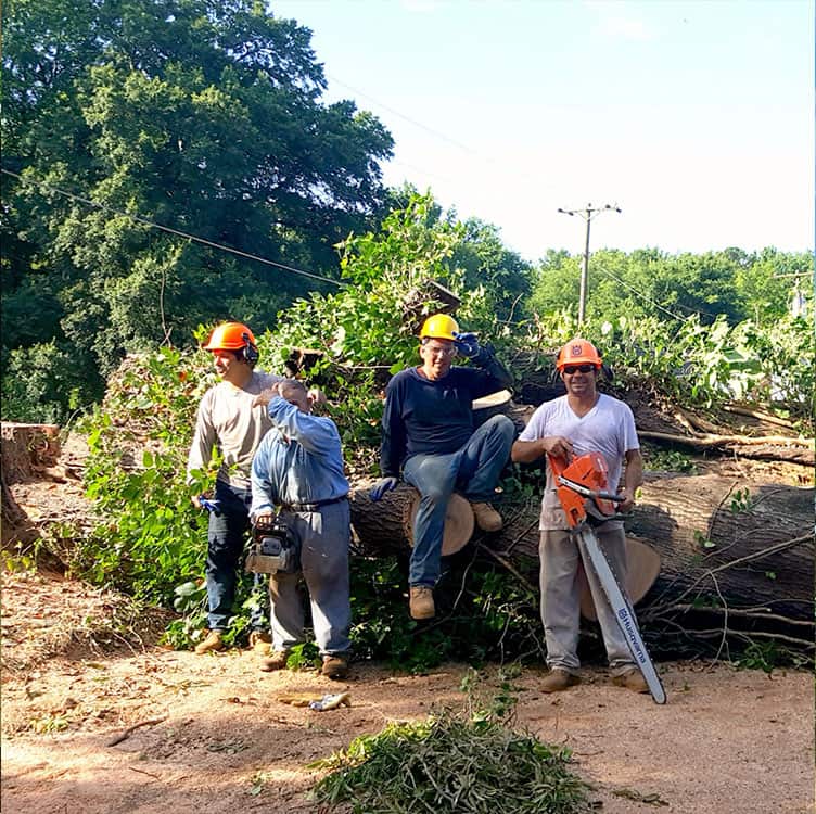 Trimming crew in action