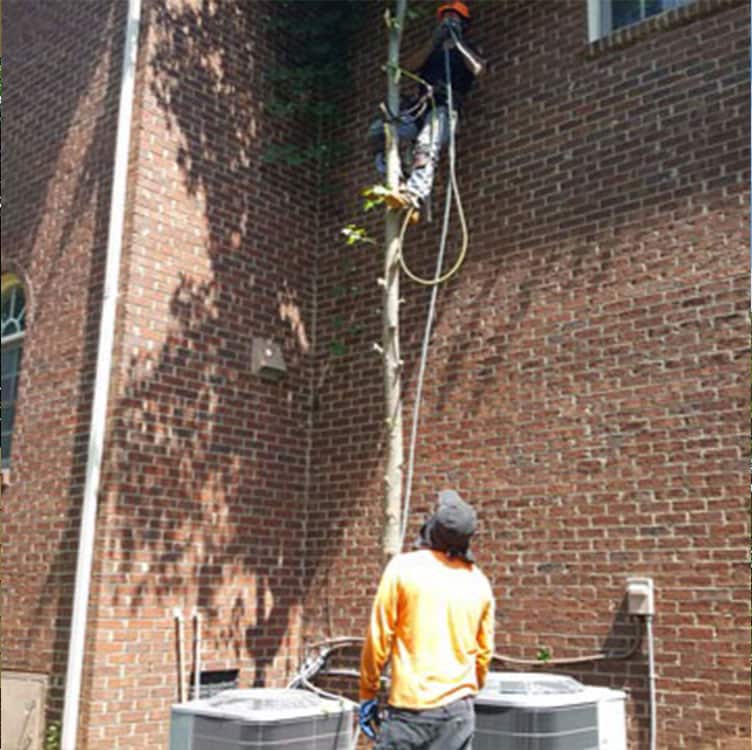 Completed tree service work by Alex's Tree Service in Charlotte, NC