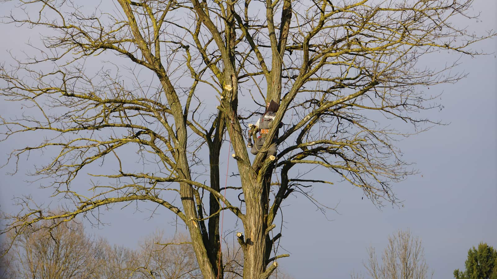 Tree Health and Ornamental Tree Care